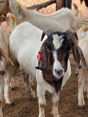 Pure Boer Male Goats