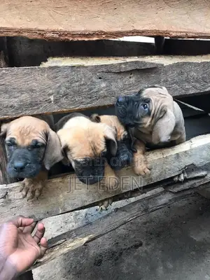 1-3 months Male Purebred Boerboel