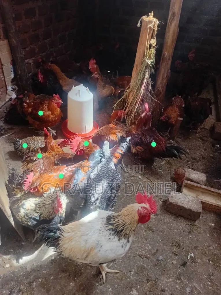 Kroilers Roosters