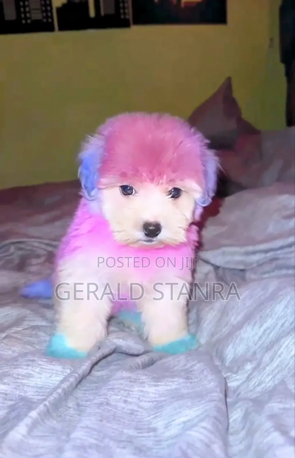 Dog Grooming
