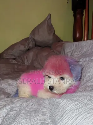 Dog Grooming