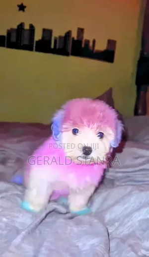 Dog Grooming