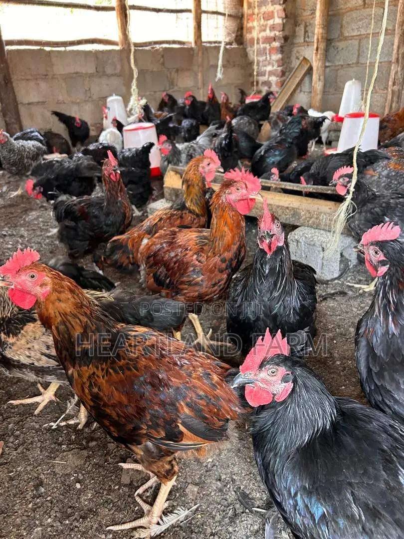 Local Chicken/Eggs
