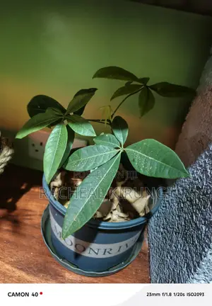 Pachira Aquatica Money Tree - Home and Office Plant