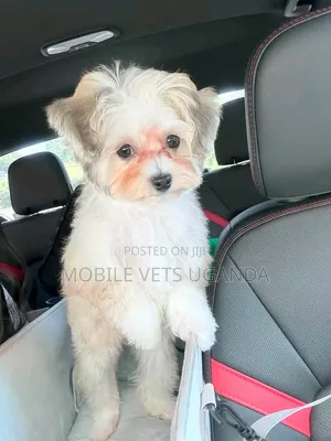 1-3 months Male Purebred Maltese