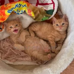 1-3 months Male Purebred Abyssinian