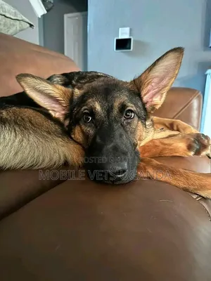3-6 months Male Purebred German Shepherd