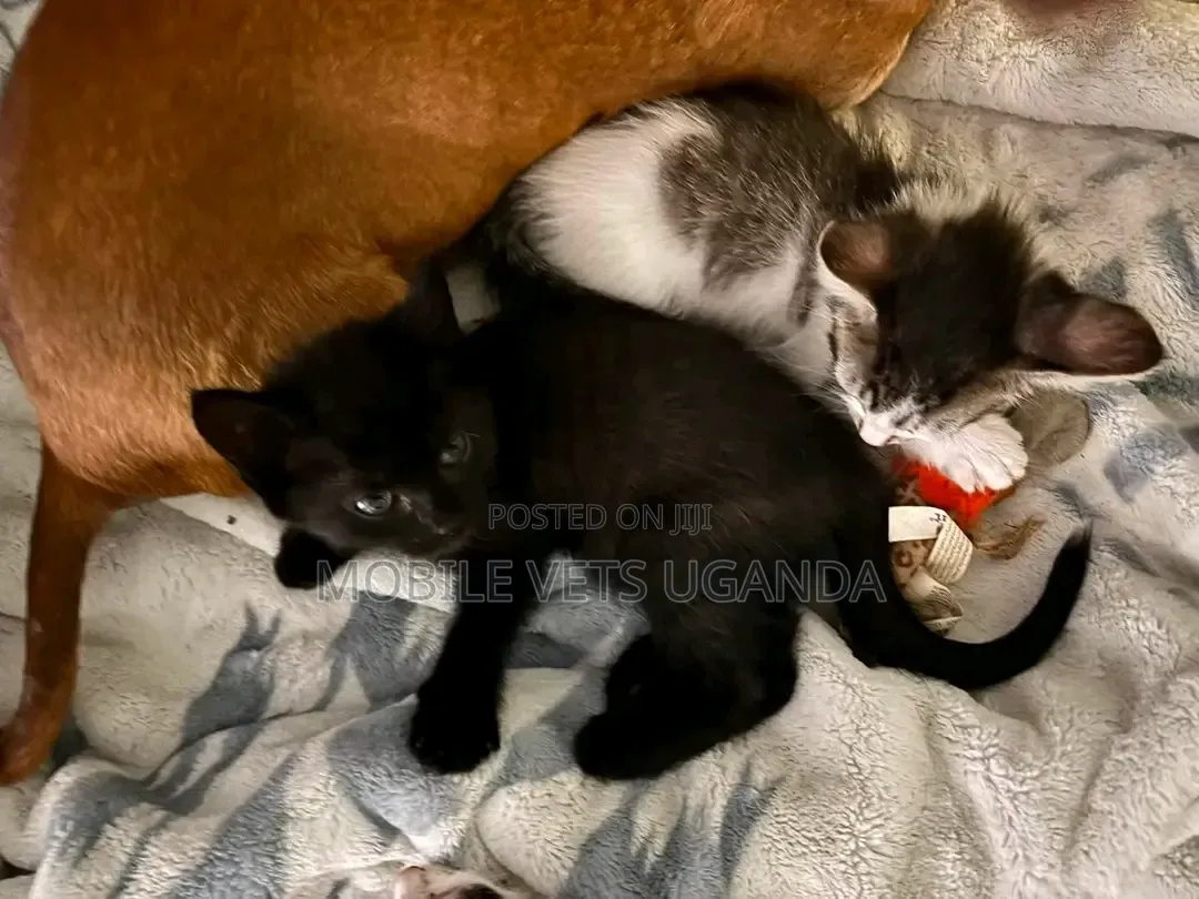0-1 month Male Purebred Bombay