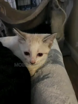 0-1 month Male Purebred American Bobtail