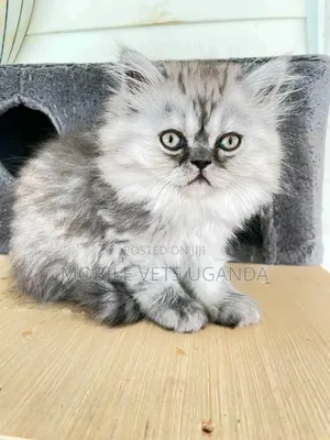 1-3 months Female Purebred Korat
