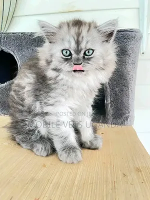 1-3 months Female Purebred American Bobtail