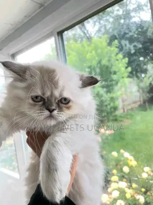 1-3 months Male Purebred Persian