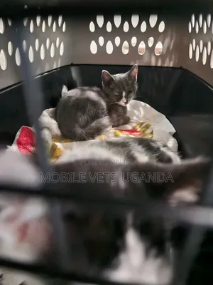 0-1 month Female Purebred Bombay