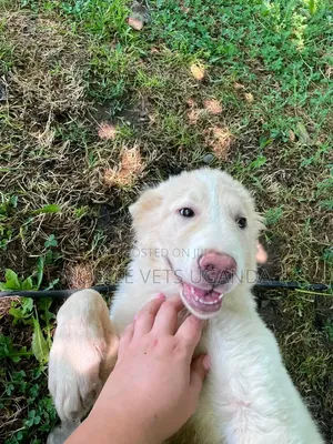 3-6 months Male Purebred Siberian Husky