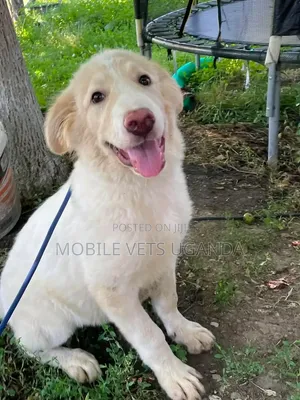 1-3 months Female Purebred Siberian Husky