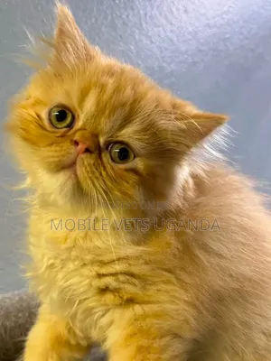 1-3 months Female Purebred Persian