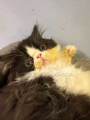 0-1 month Female Purebred Persian