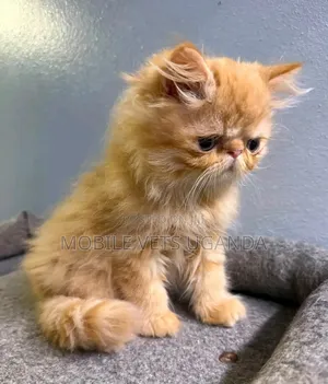 0-1 month Female Purebred Persian