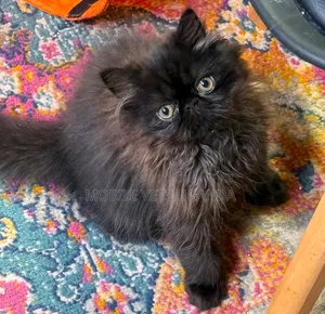 3-6 months Female Purebred Persian