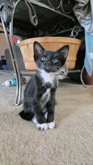 0-1 month Male Purebred Exotic