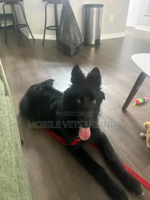 3-6 months Female Purebred German Shepherd
