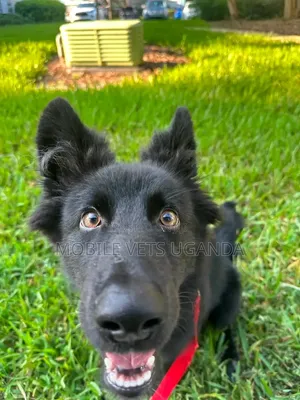 3-6 months Male Purebred German Shepherd