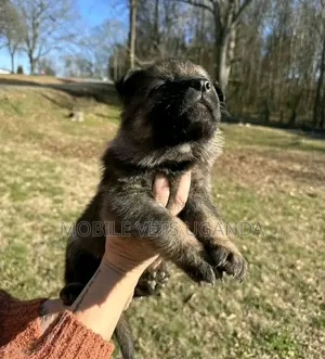 0-1 month Male Purebred German Shepherd