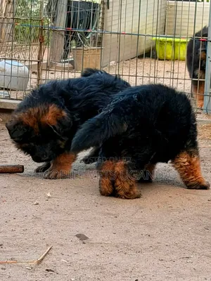 1-3 months Female Purebred German Shepherd