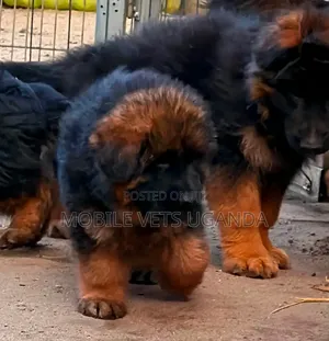 3-6 months Male Purebred German Shepherd