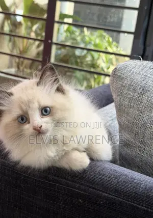 1-3 months Male Purebred Ragdoll