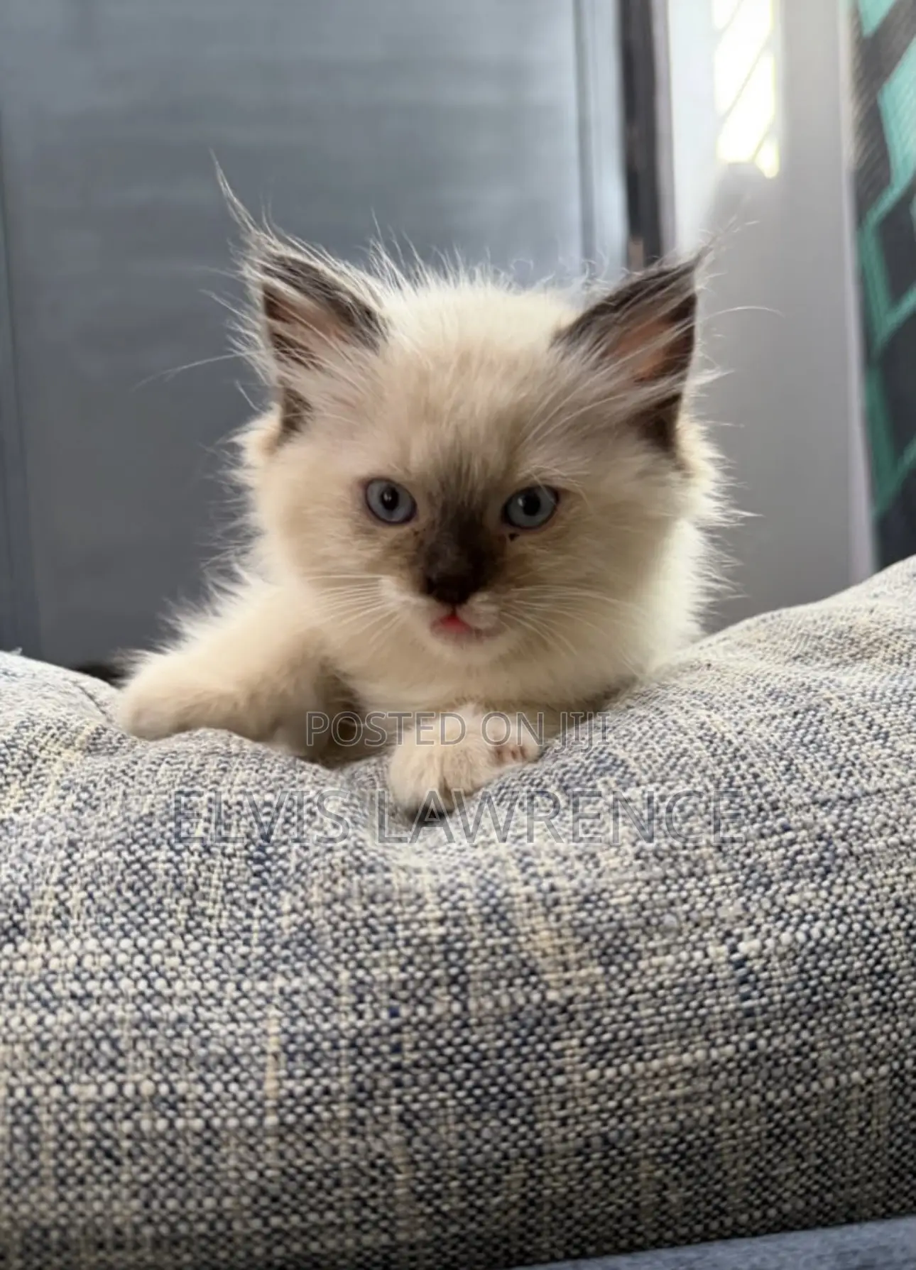 1-3 months Male Purebred Ragdoll