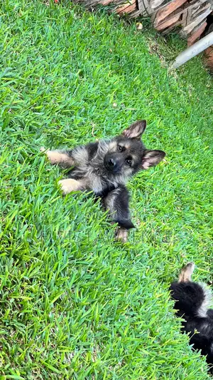 1-3 months Male Purebred German Shepherd
