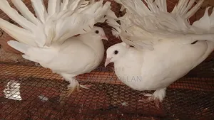 Indian Fantail Pigeons-Pure White