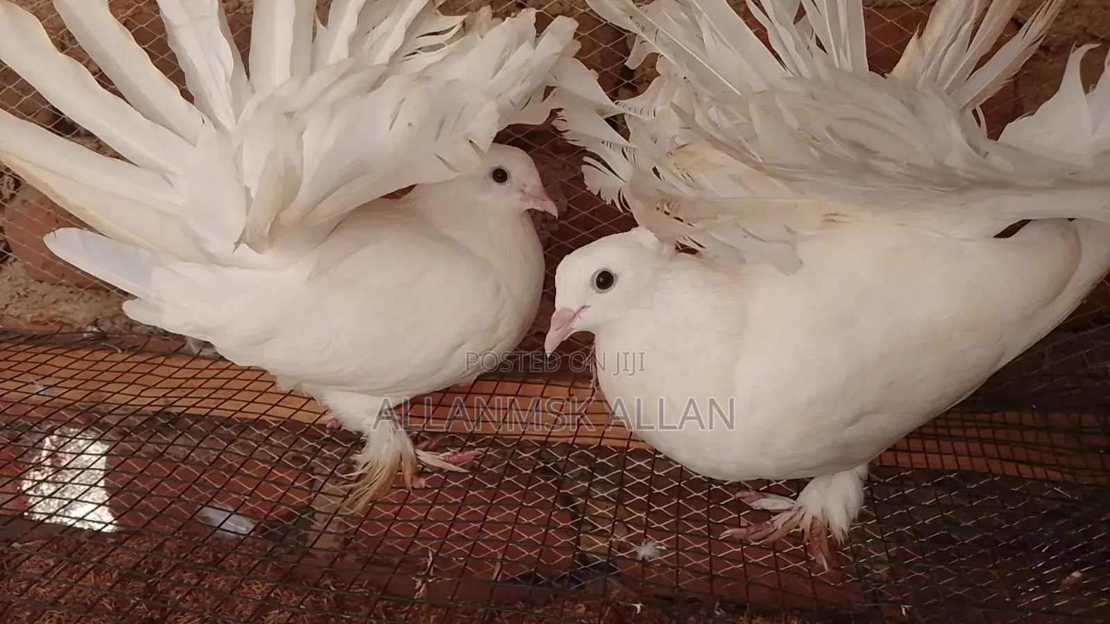 Indian Fantail Pigeons-Pure White