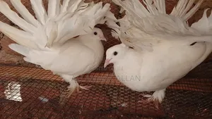 Indian Fantail Pigeons-Pure White