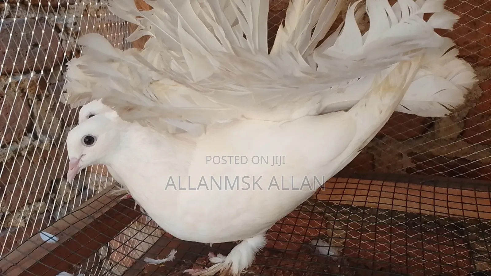 Indian Fantail Pigeons-Pure White