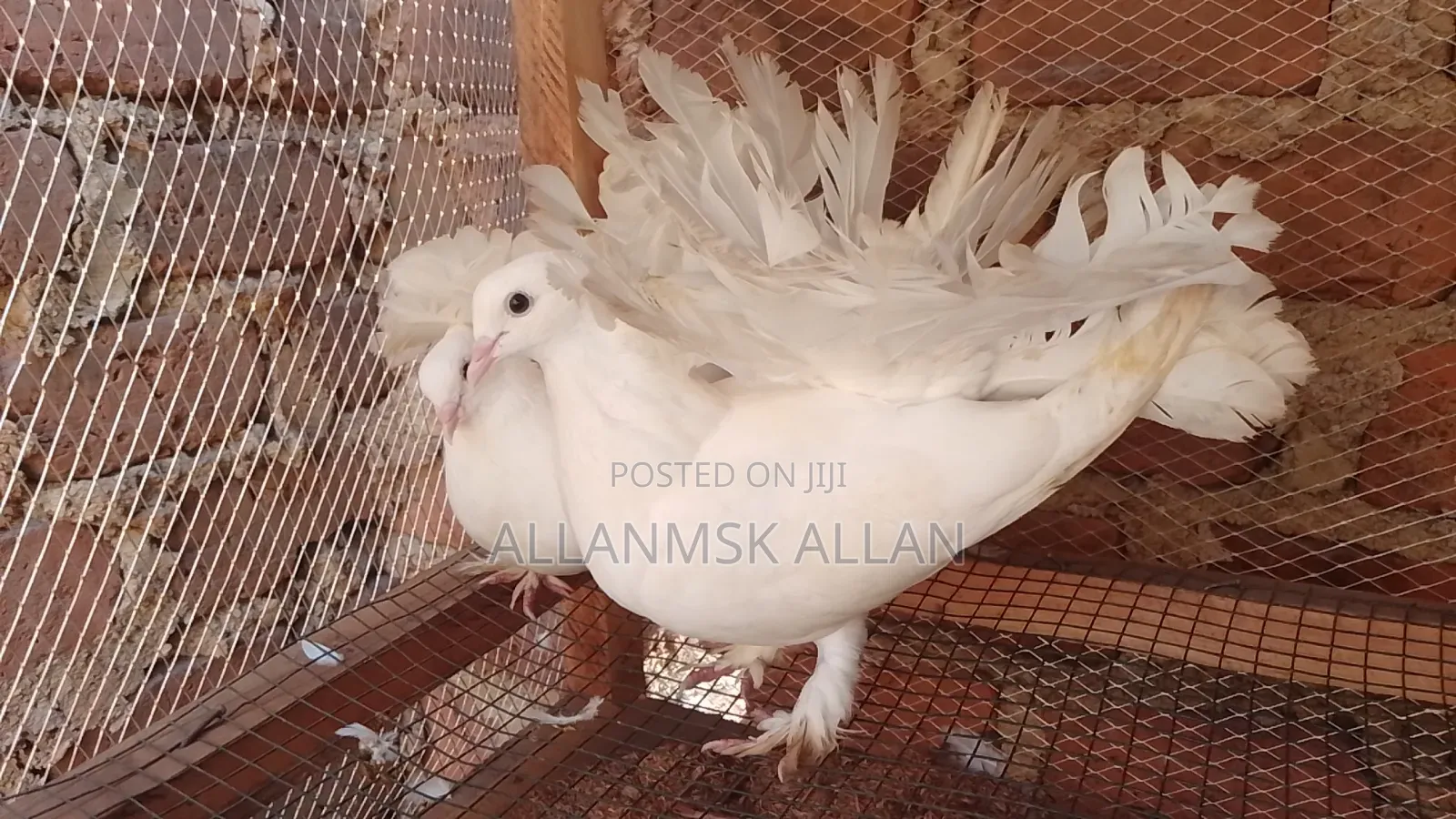 Indian Fantail Pigeons-Pure White