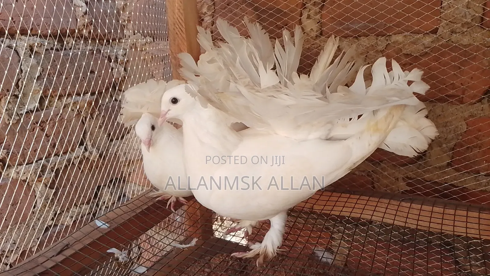 Indian Fantail Pigeons-Pure White