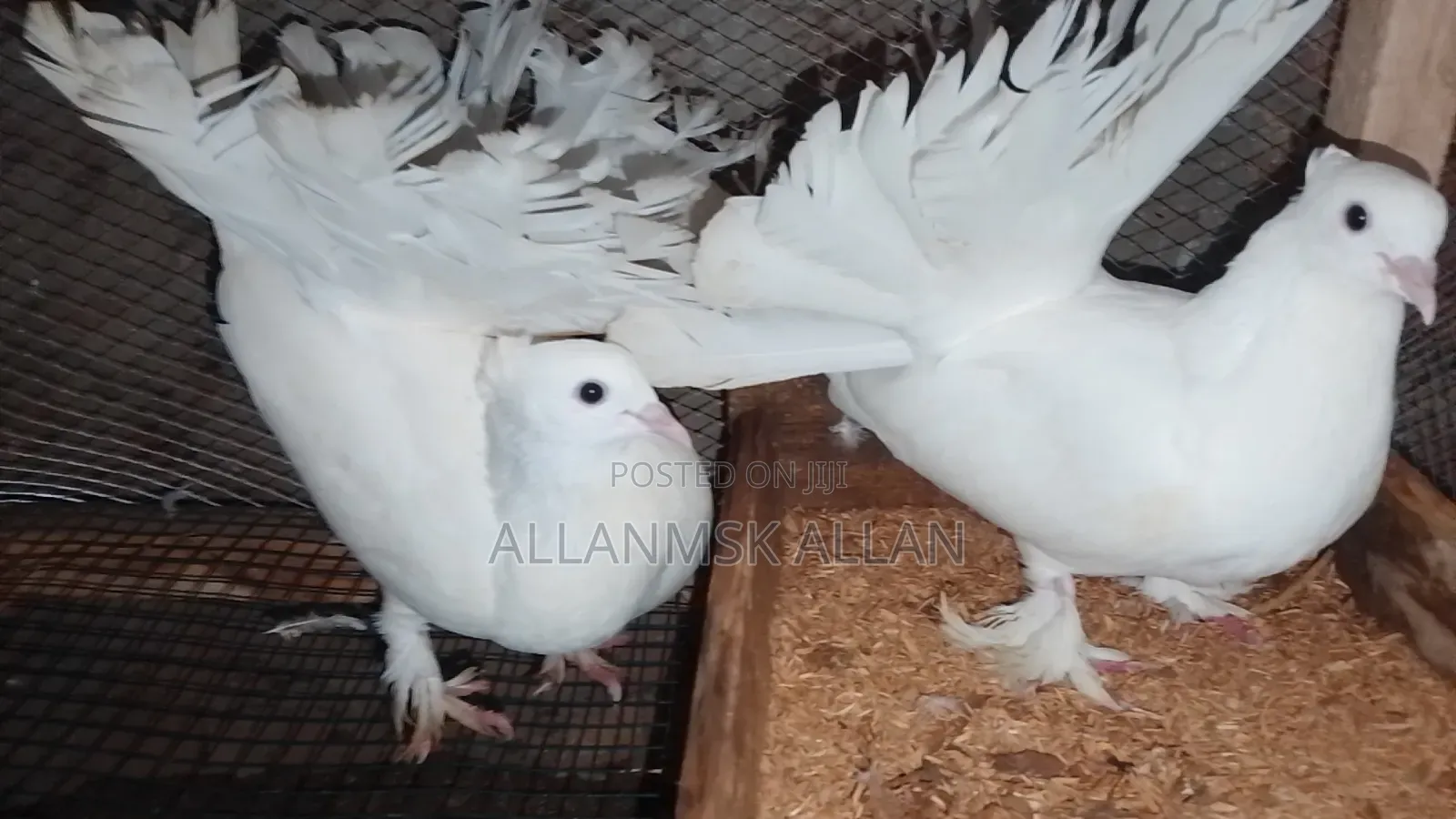 Indian Fantail Pigeons-Pure White