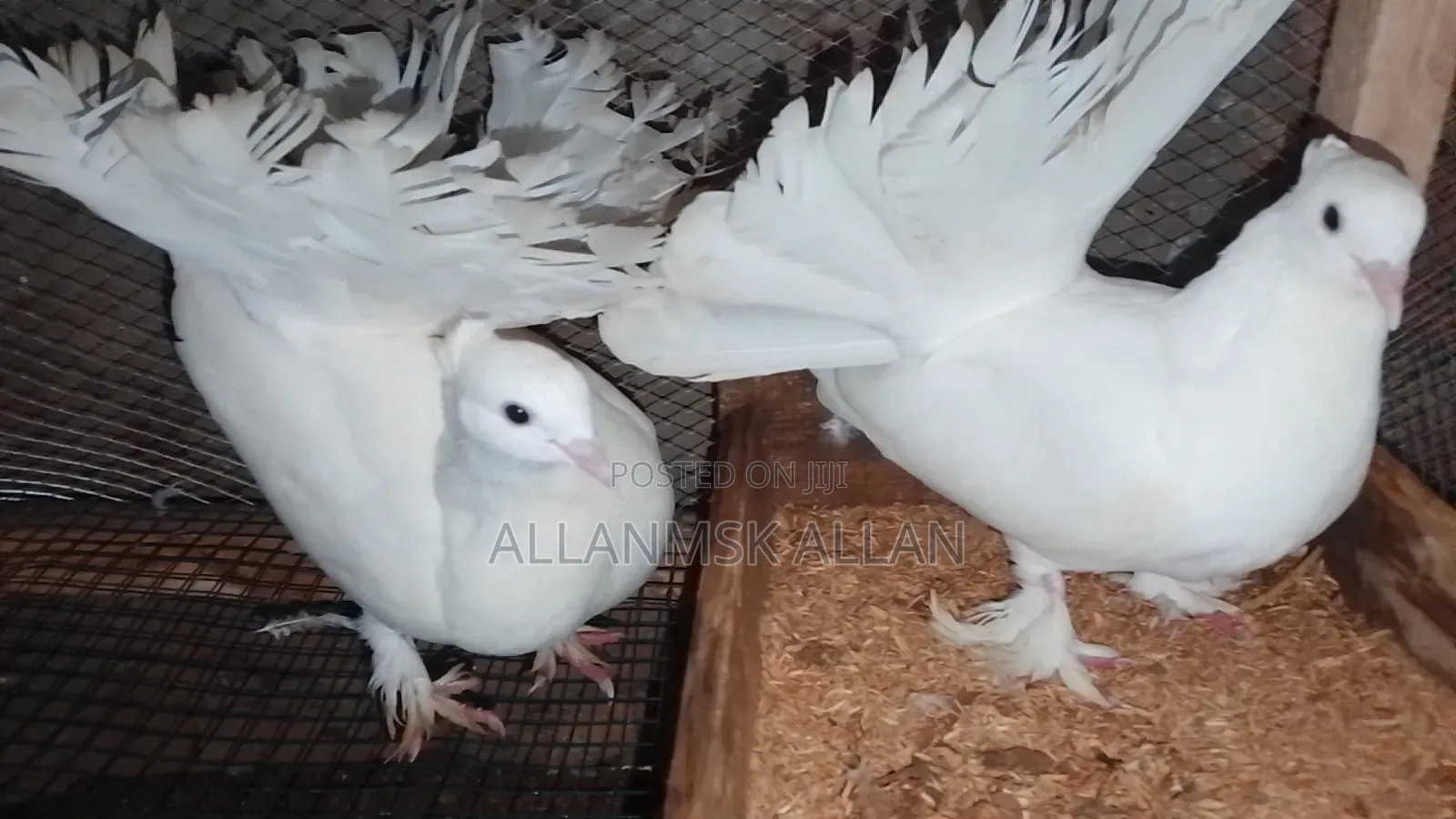 Indian Fantail Pigeons-Pure White