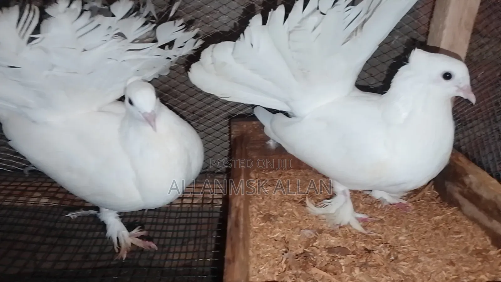 Indian Fantail Pigeons-Pure White