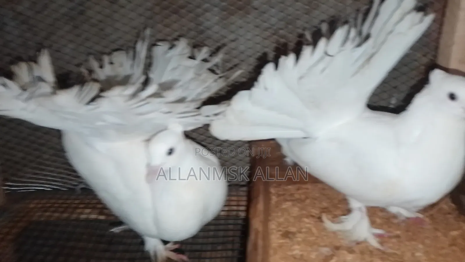 Indian Fantail Pigeons-Pure White