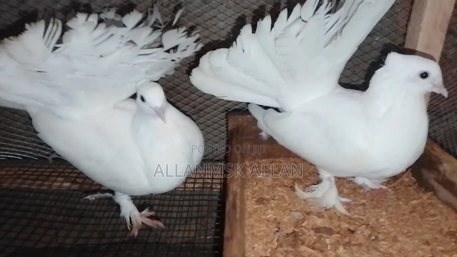 Indian Fantail Pigeons-Pure White