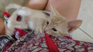 0-1 month Male Purebred American Bobtail