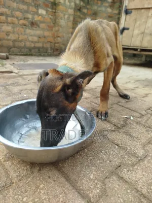 3-6 months Female Purebred Belgian Malinois