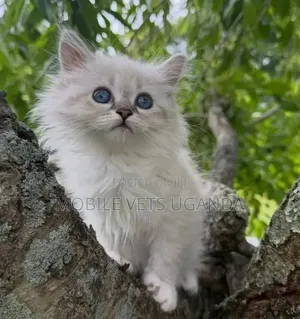 1-3 months Female Purebred Maine Coon
