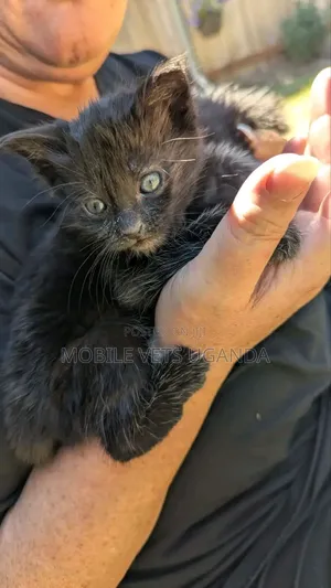 0-1 month Female Purebred Bombay