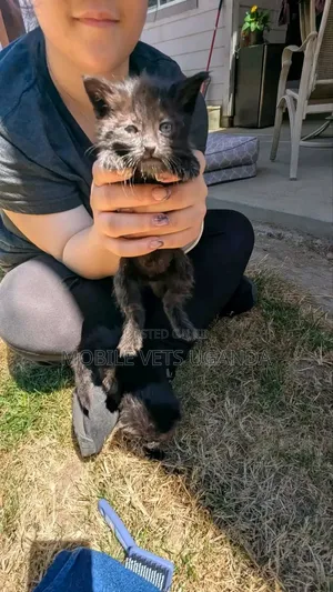 0-1 month Female Purebred Exotic