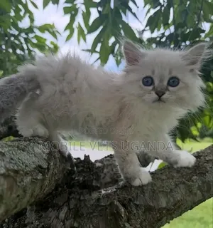1-3 months Male Purebred Maine Coon