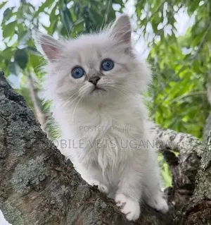 1-3 months Female Purebred Maine Coon